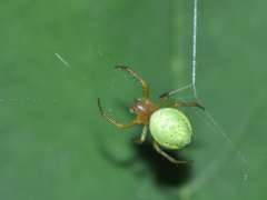 Araniella curcubita